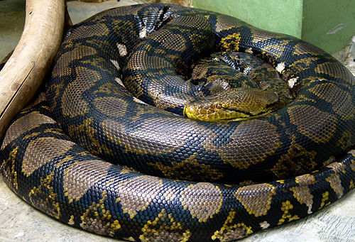 reticulated python